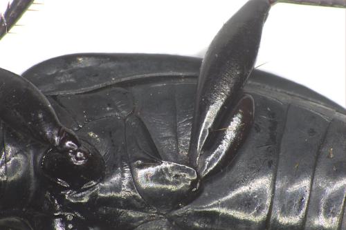 Pterostichus cristatus